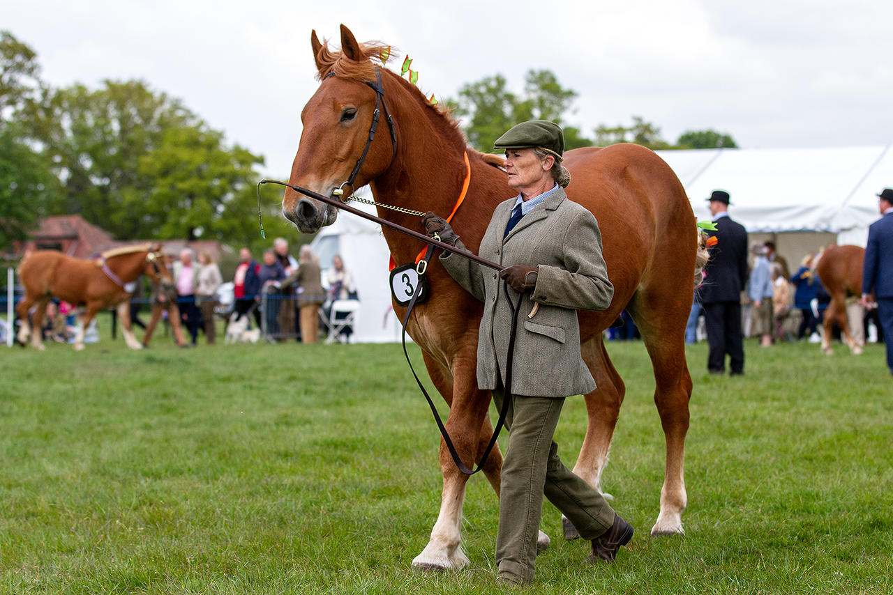 woodbridge_horse_show_2022_12_by_overread_df4r794-fullview.jpg