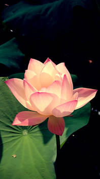 lotus