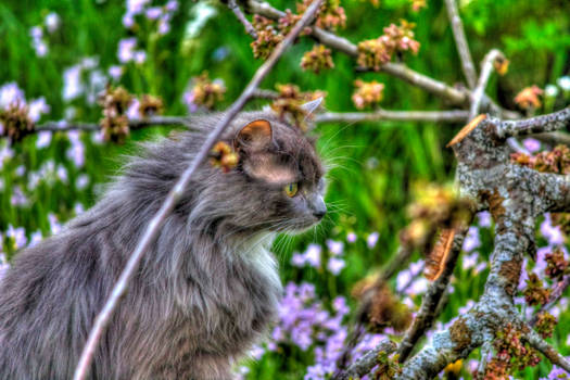 Cat_HDR