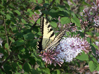 Butterfly in the Spring