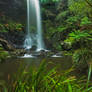 New England Rainforest