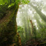 Veins Of The Forest