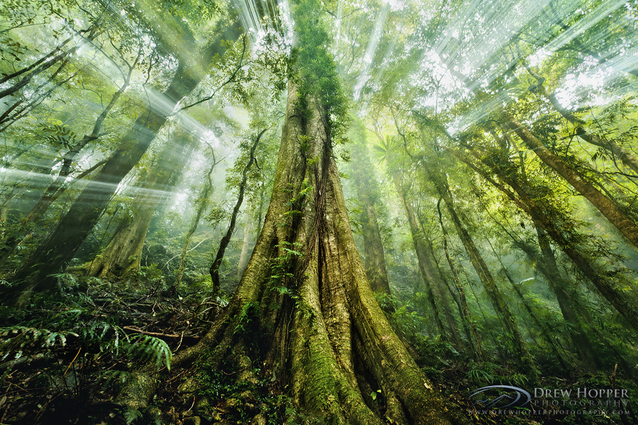 Mystic Jungle by DrewHopper
