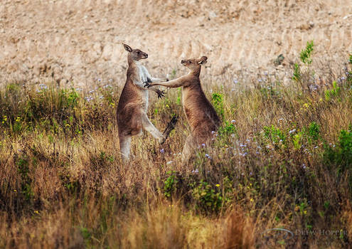 Kangaroo Fight