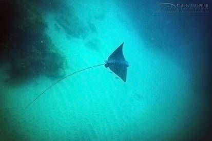 Spotted Eagle Ray