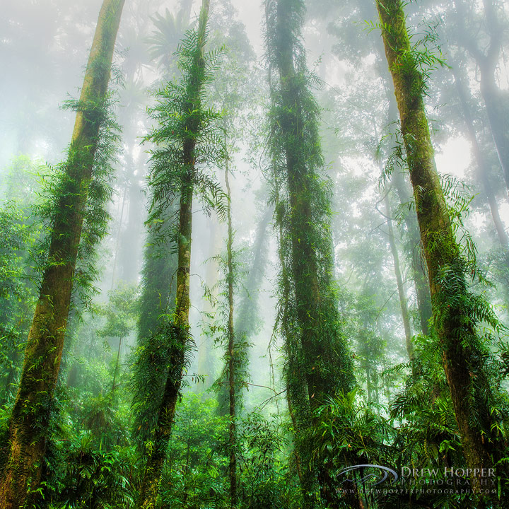 Forest Symmetry