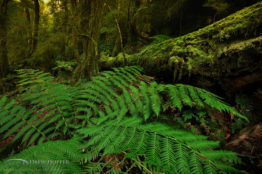 Fern Gully Delight