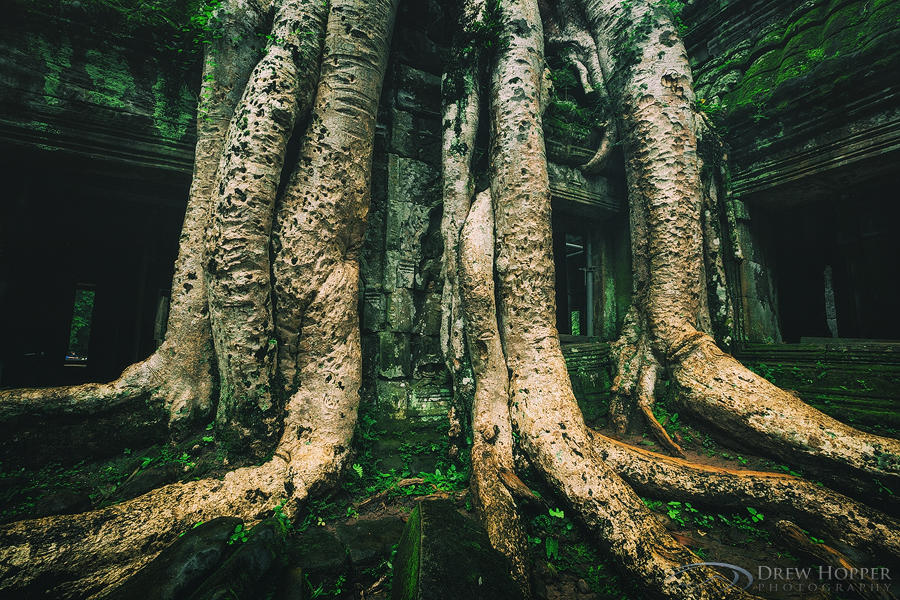 Ancient Rrot Ancient Roots by DrewHopper on DeviantArt