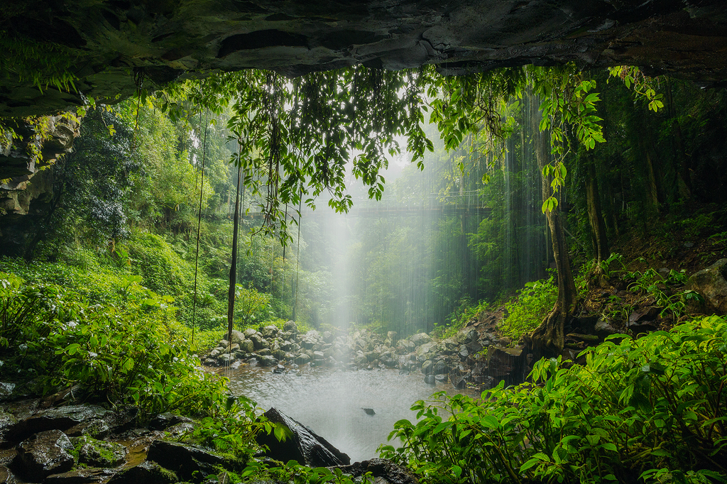 Forest Shower