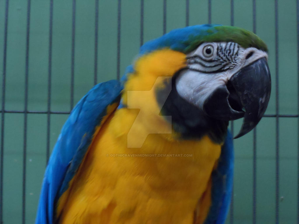 Blue and Gold macaw 2