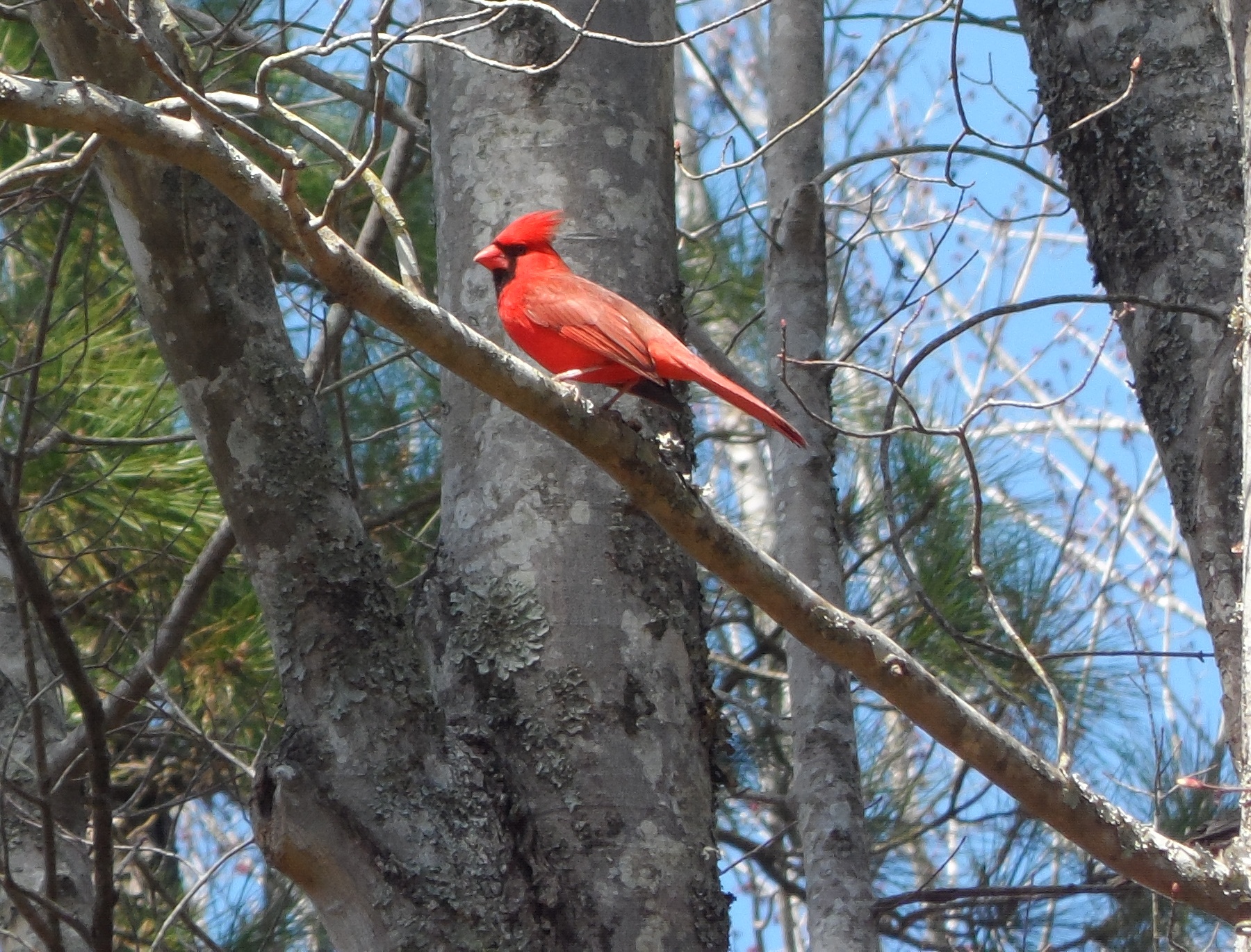 The Cardinal