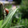 Ladybug vs. Ant