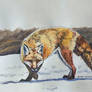 Fox in the snow colored