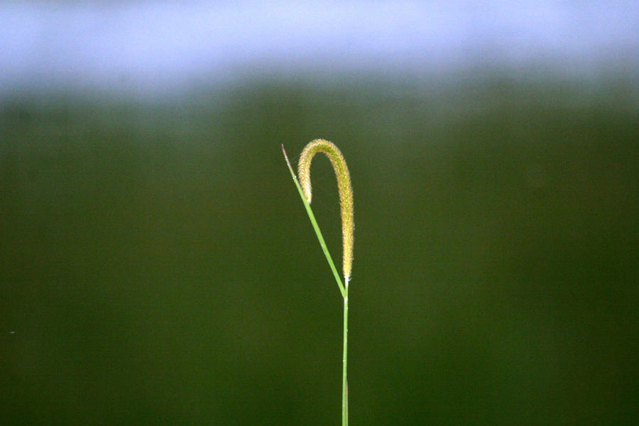 Bent Reed by Lanceat1tin on DeviantArt
