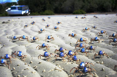 Soldier crab march