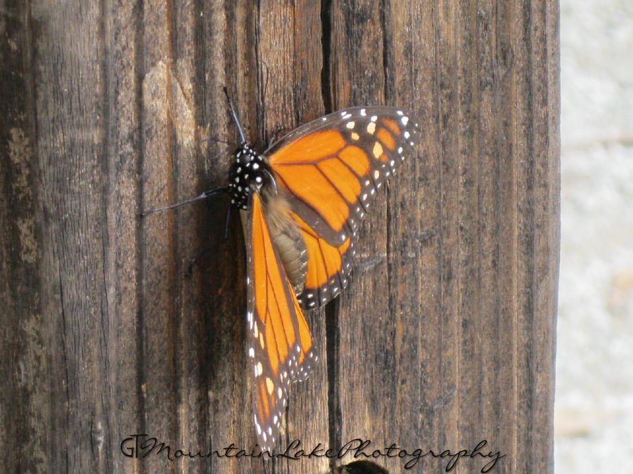 Monarch Butterfly 1