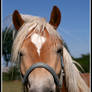 Horse Portrait I