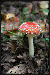 Fungi 004