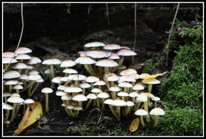 Fungi 002