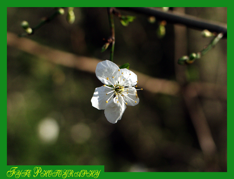 Spring Flowers