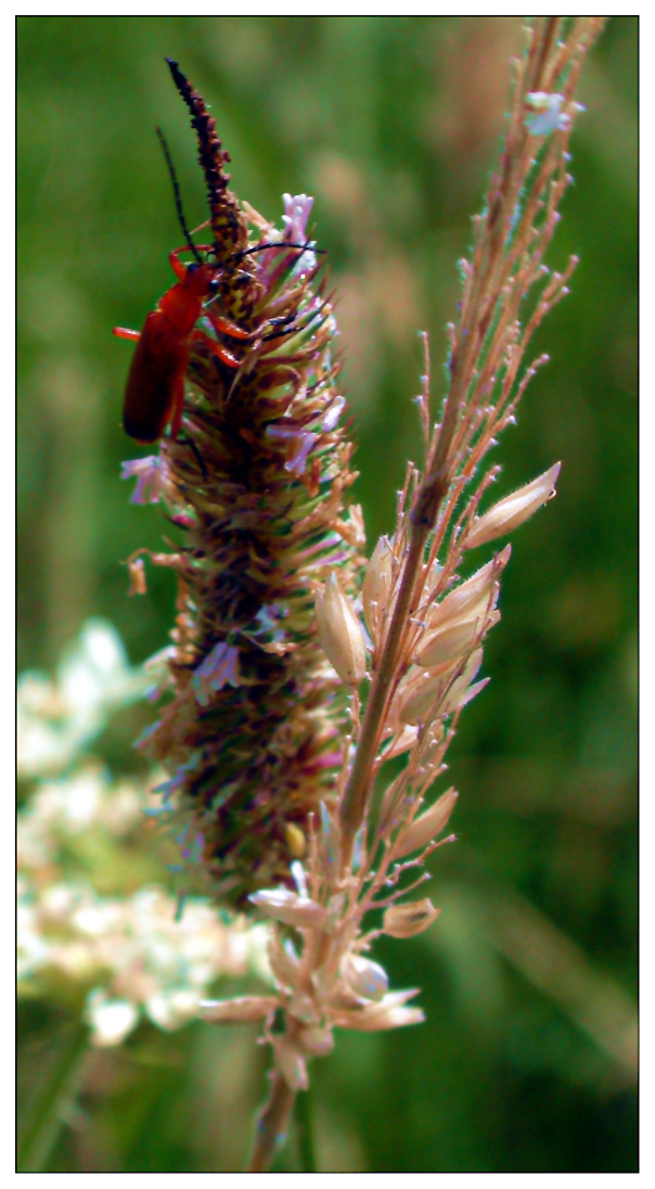 Beetle on grass