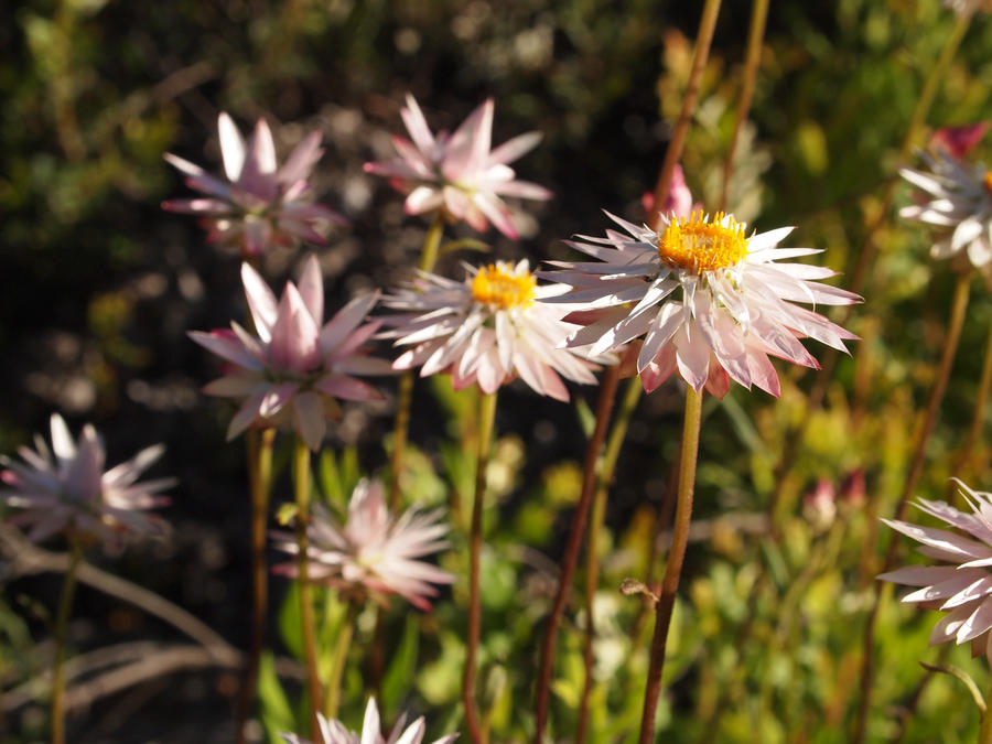 Many White and Pink