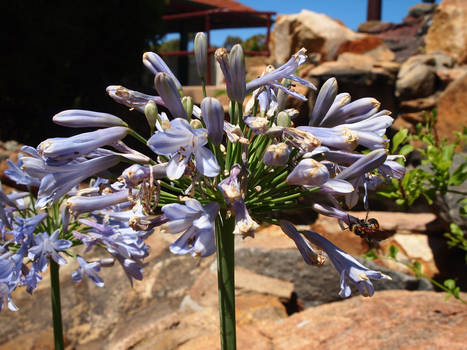 Bee Flower Rock