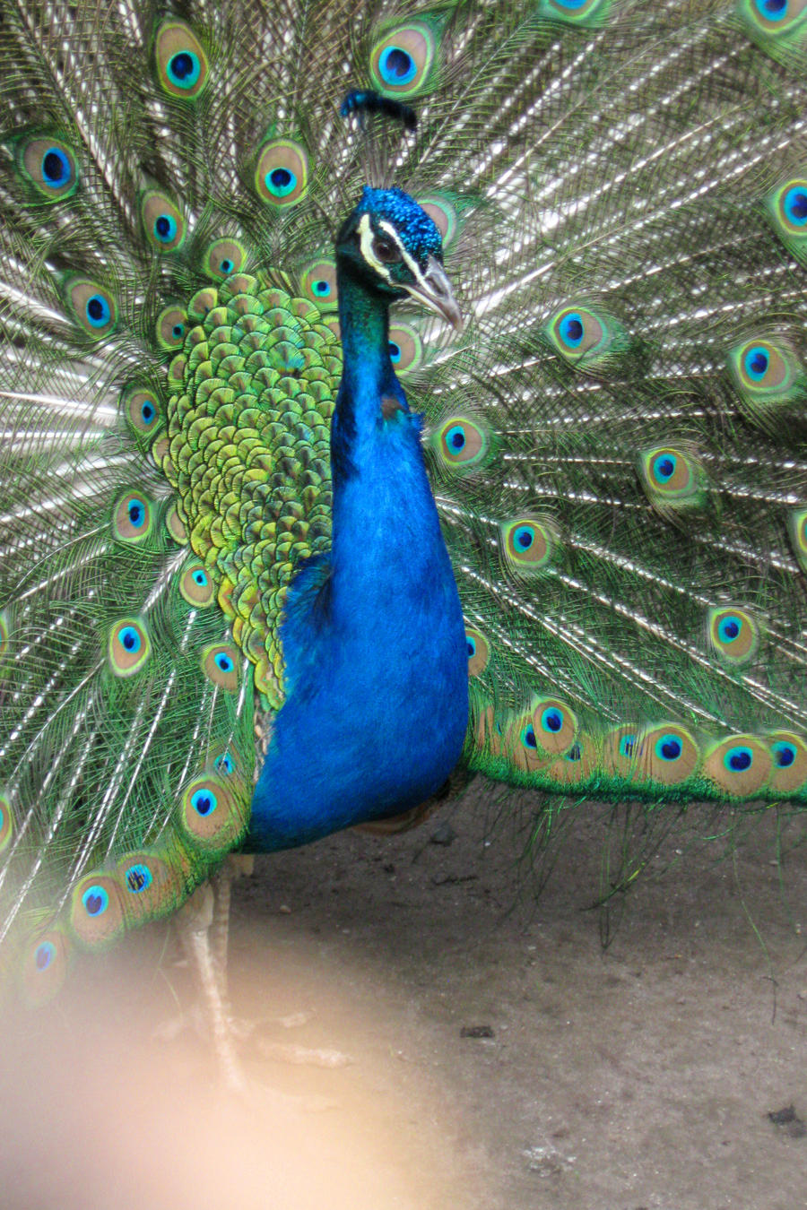 Peafowl