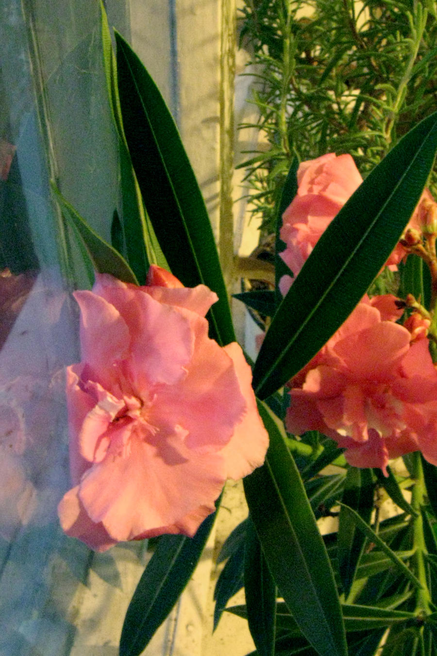 Nerium oleander