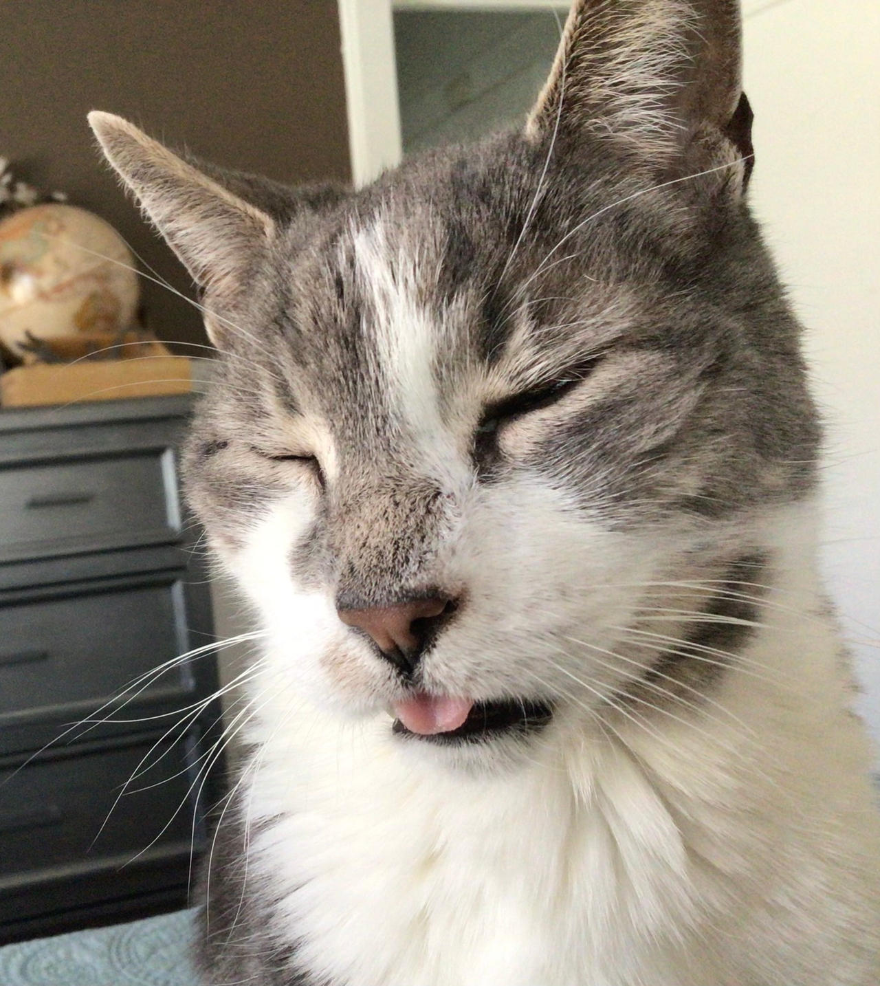 Sleepy blepy Tiger 3 by Enigmus-288 on DeviantArt