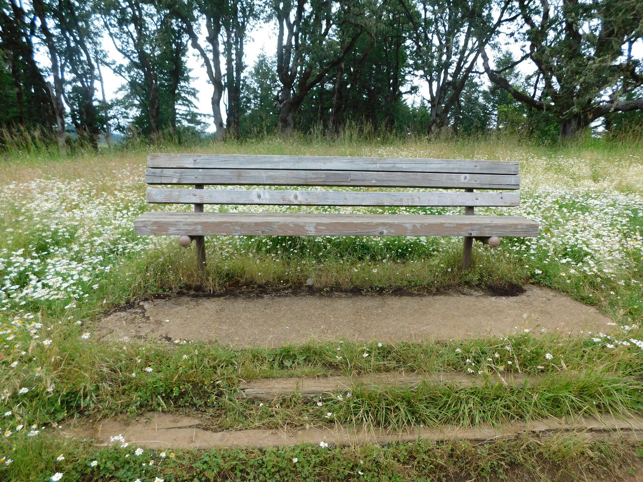 Daisy Bench Daisy Bench by SparkiOwl on DeviantArt