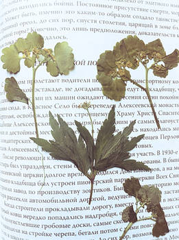 herbarium. v4