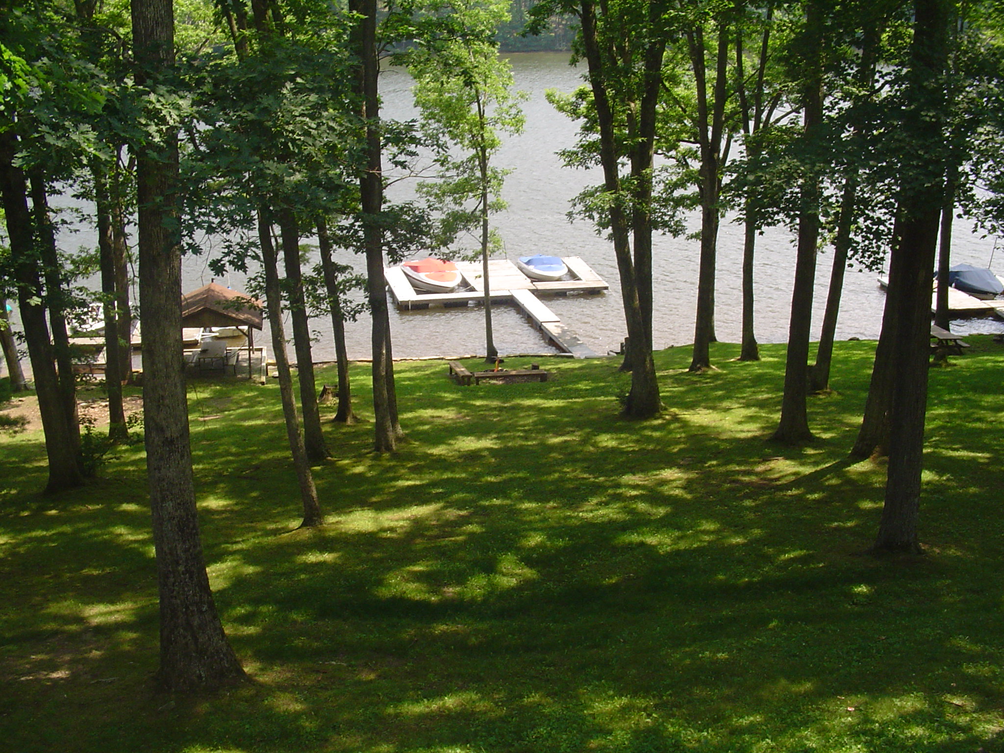 Trees and the Lake