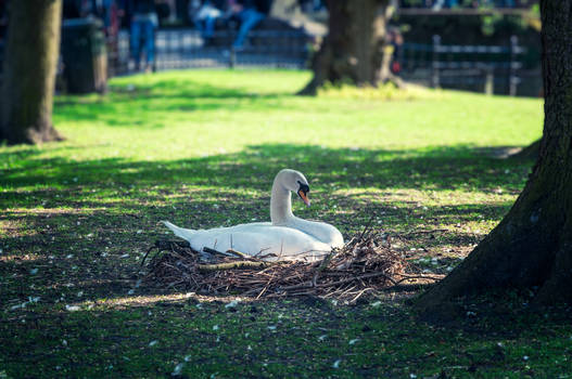 Swan's garden