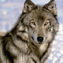 Portrait of a Wolf