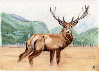 Stag