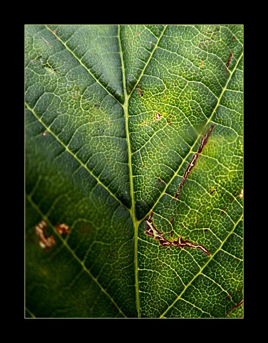 :: Aesculus Hippocastanum ::