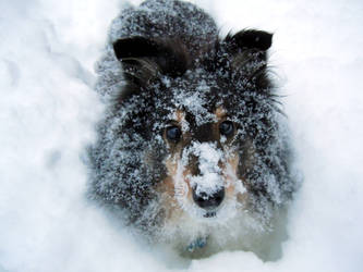 Snow Dog