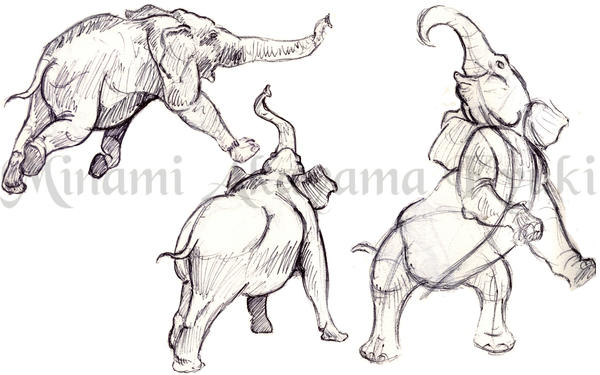 Animal Studies . Elephants