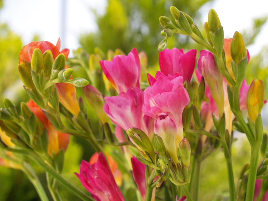 Frezia 41 by Balauru on DeviantArt