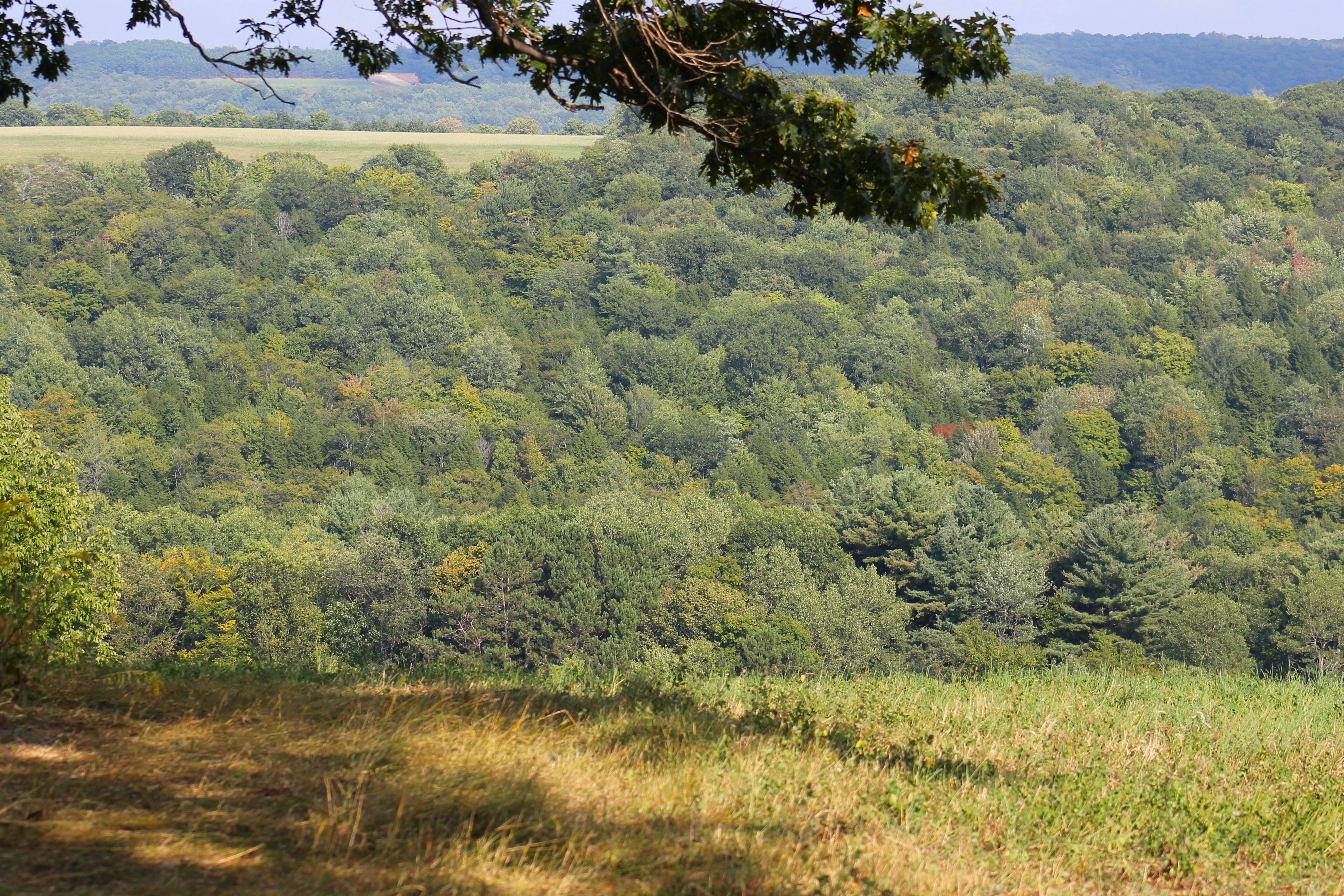 Finch Hill    ---   Under The Oaks