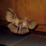 Giant Demon Moth Flying