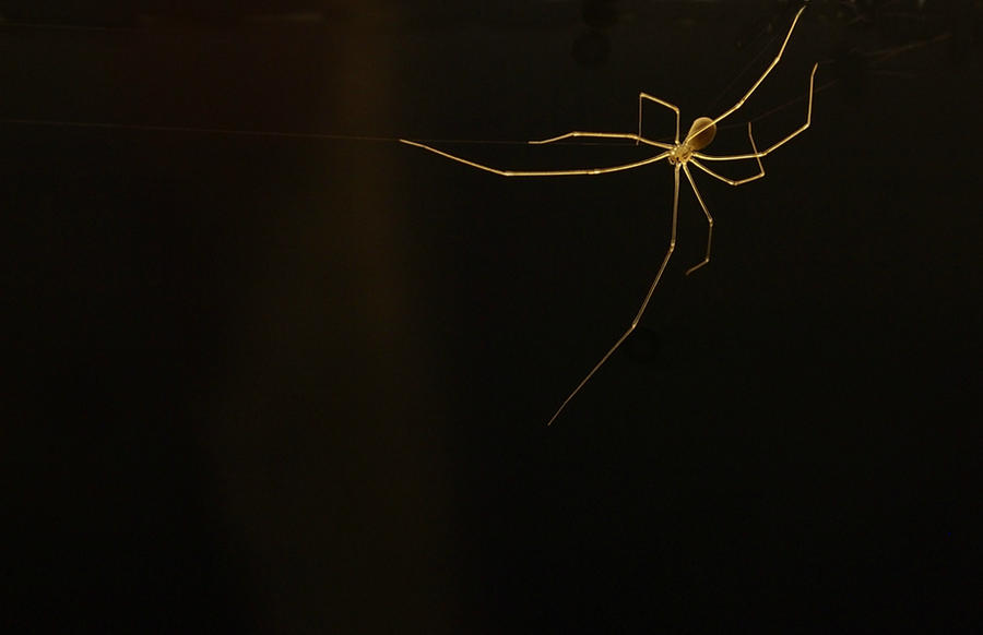 Spider Insect Deviantart Spider by Smallwonders22 on DeviantArt