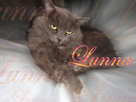 My Cat - Lunna