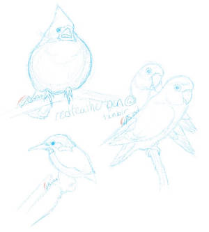 Bird Sketches