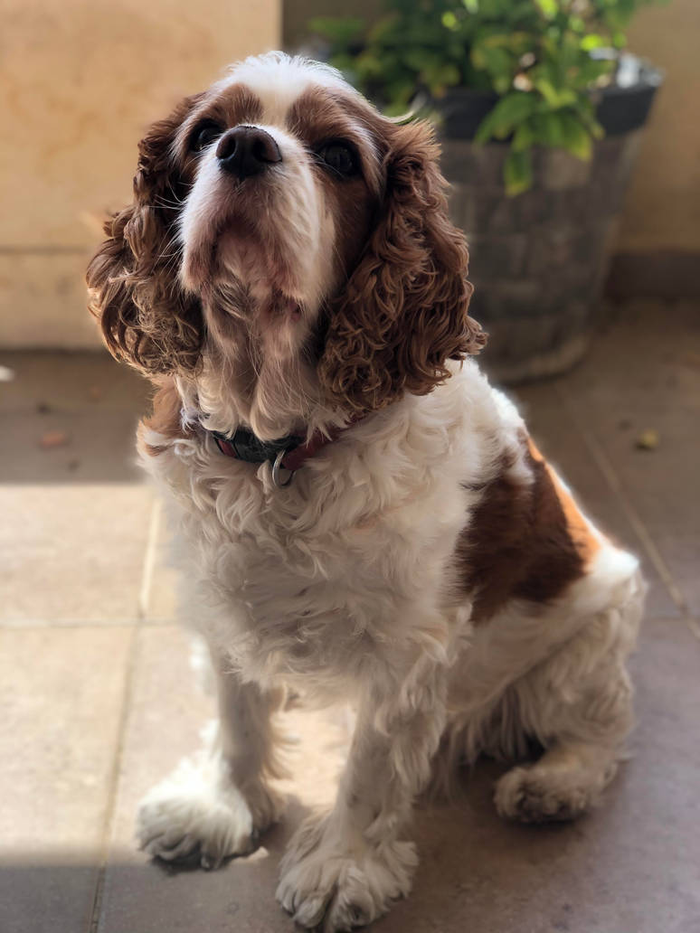 Bailey on the Balcony