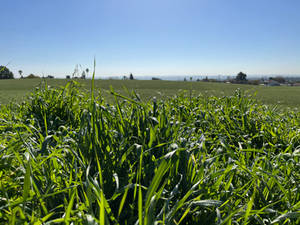 Fields of Green