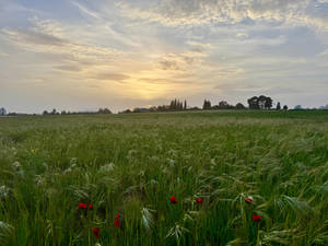 Where the wildflowers grow