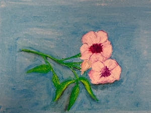 Bower Vine