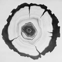 Tree rings